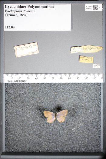 Media type: image;   Entomology 50072